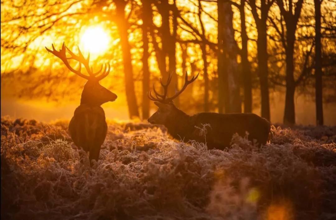 瑞雪古诗100首,瑞雪相关诗