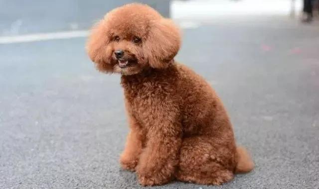 怎样判断泰迪是不是纯种,如何判断泰迪是不是纯种