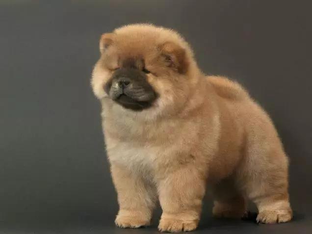 45种狗狗,45种狗狗很难得一见你认识几种