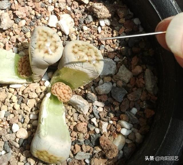 天价兰花怎么养护好呢视频,天价盆栽养殖方法