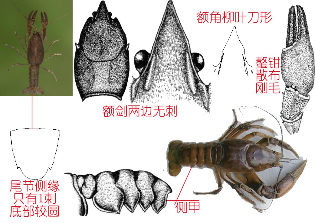 食物扫盲认识小龙虾,餐桌上的动物以及分类