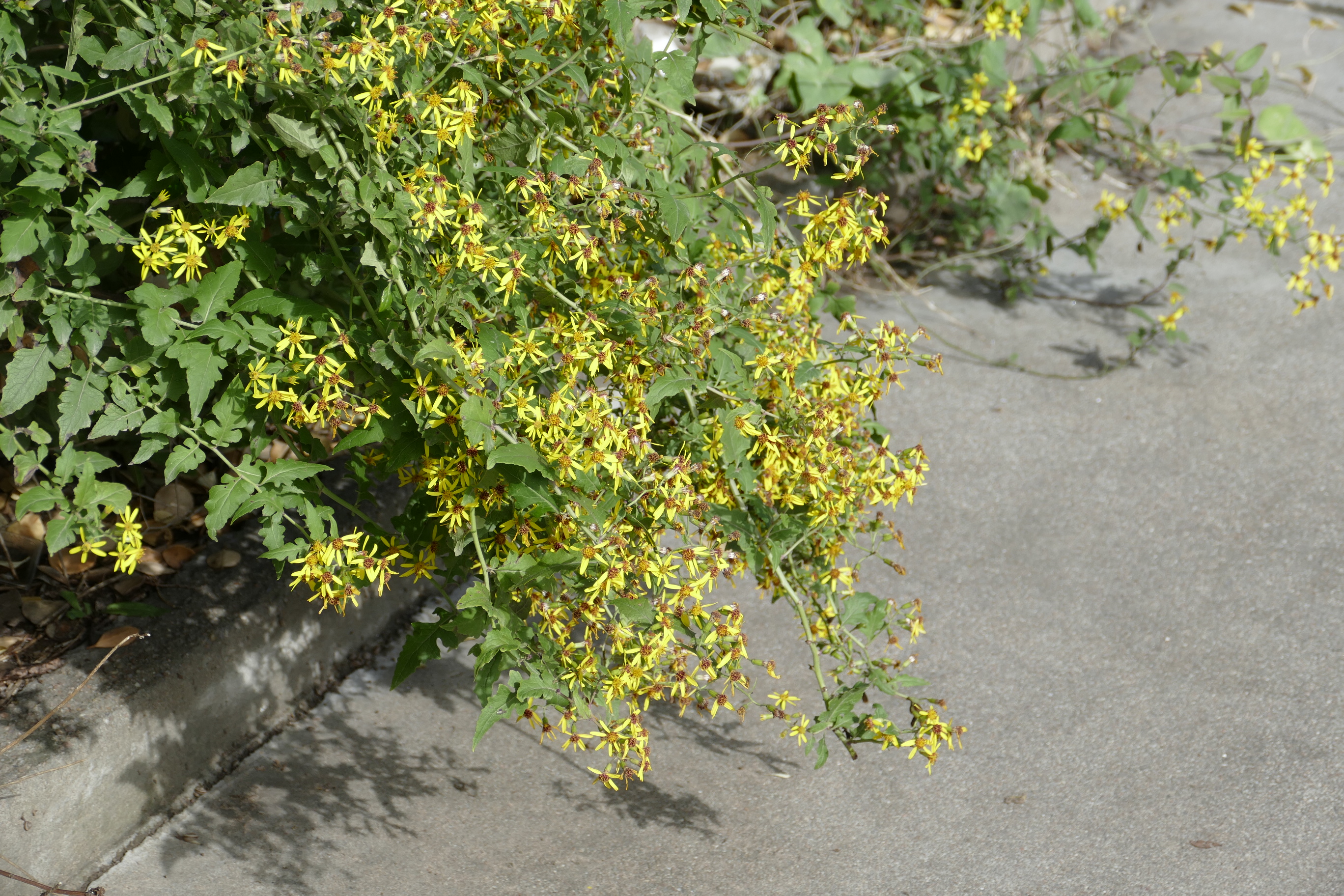 眼科良方书,眼科专用中草药