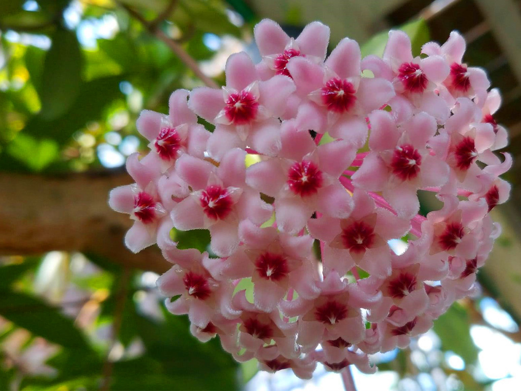 球兰开花的正确方法,球兰花开几天就败了