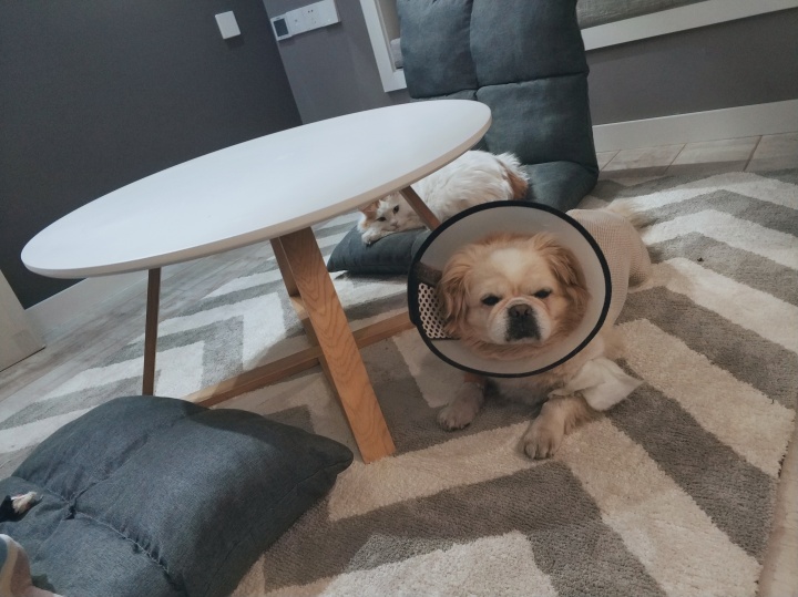 公猫膀胱结石手术,公犬尿道结石手术