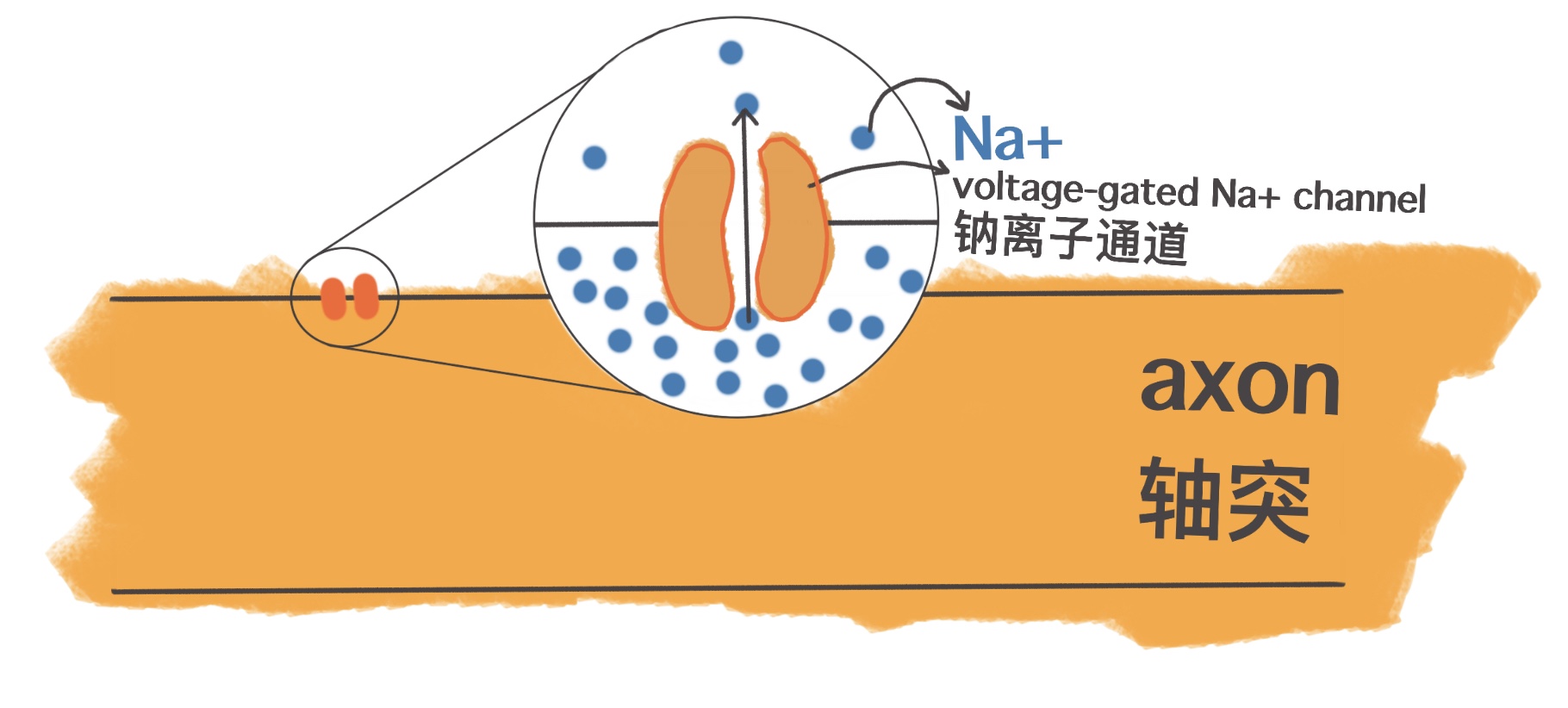 神经毒素到底有多可怕,vx2神经毒素的杀伤力