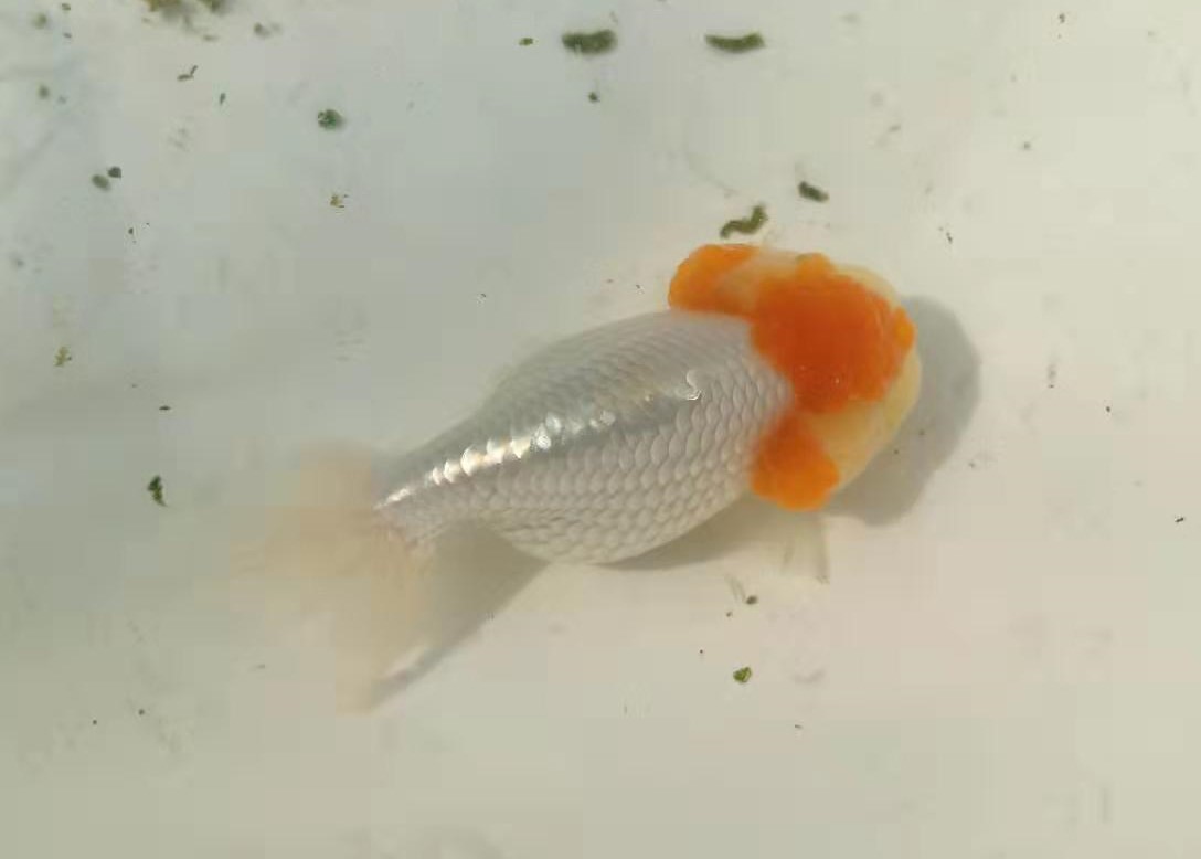 金鱼病了水里放什么可以杀菌,金鱼生病后鱼缸怎么处理