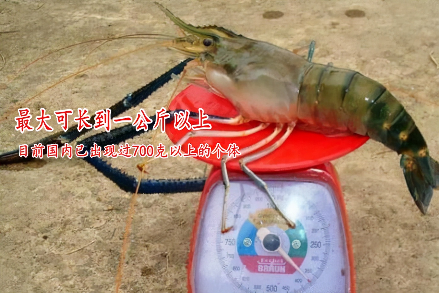 澶ц櫨鍏ヤ镜鐝犳睙,宸ㄨ櫨鍏ヤ镜鏈変汉鎷呭績娉涙互鎴愮伨