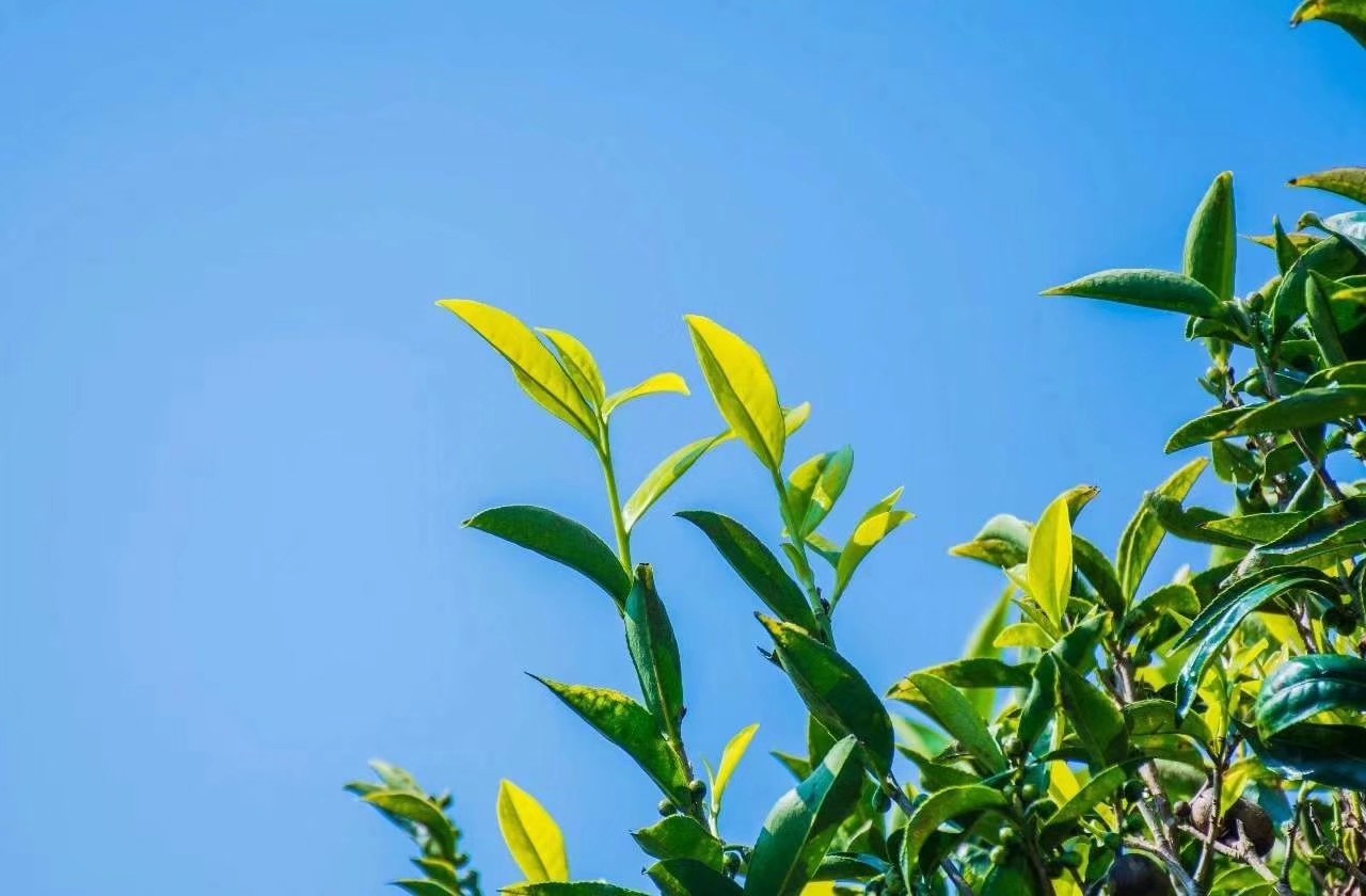 潮州凤凰单丛高香型雪片茶,潮州工夫茶凤凰单丛