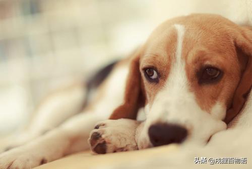 尽快！腺*工罢**！狗狗情况危急