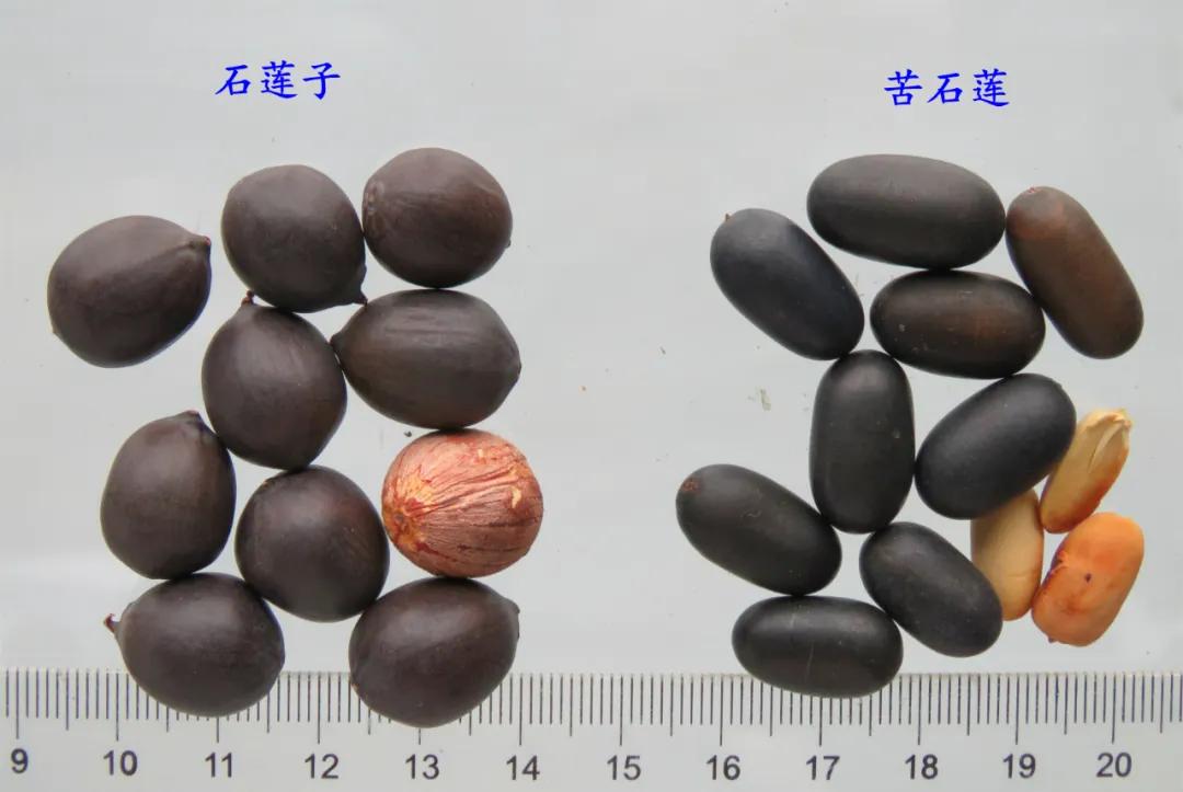 中药材莲子心,中药材莲子的用量