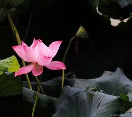 残荷虽败风骨犹存文案,残荷虽败能听雨
