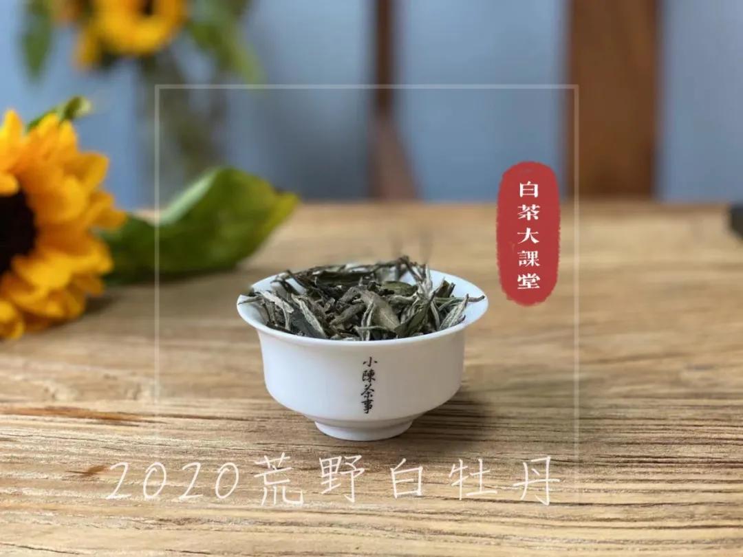 老白茶有霉味是什么原因,老白茶为什么越陈越香