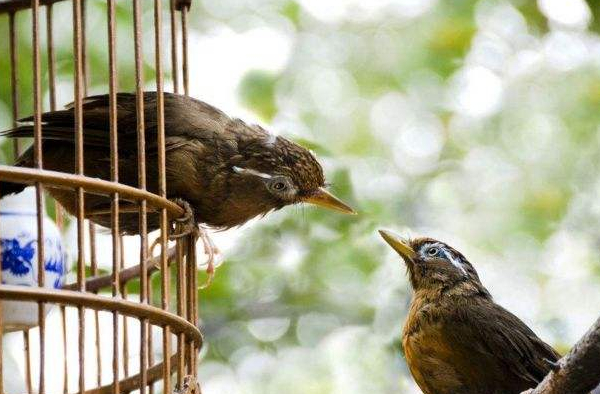 想养一只鸟在自己身边不飞走,最适合当宠物养的鸟