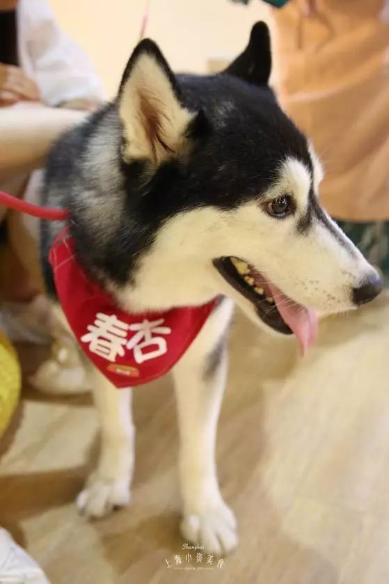 2019宠物排名,2022宠物排行榜