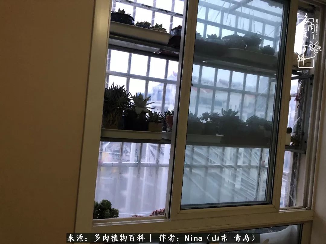 面对残酷的现实，是多肉治愈了我迷茫的未来