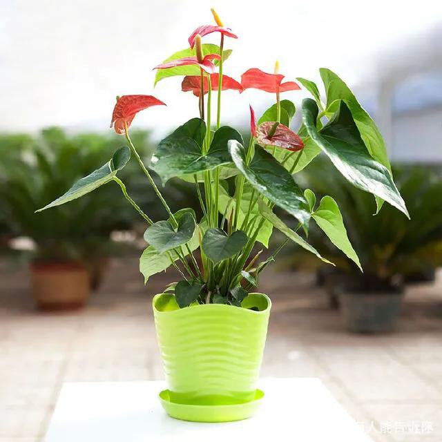 红掌怎么防止黄叶,红掌如何防虫害