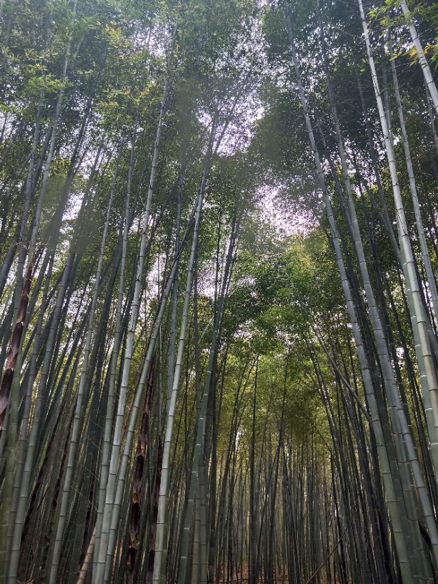 石塘人家和石塘竹海哪个好玩,石塘竹海后石塘