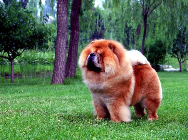 松狮犬的5大优点,松狮犬的特征有哪些