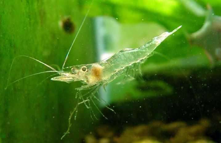 鱼缸里有丝藻黑毛藻青苔怎么清除,草缸除藻最好的鱼虾