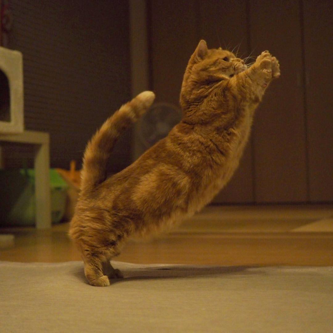 猫有弱智吗,猫有智商吗搞笑视频