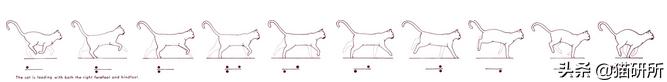 猫步怎么走八字步,猫步的基本动作图片