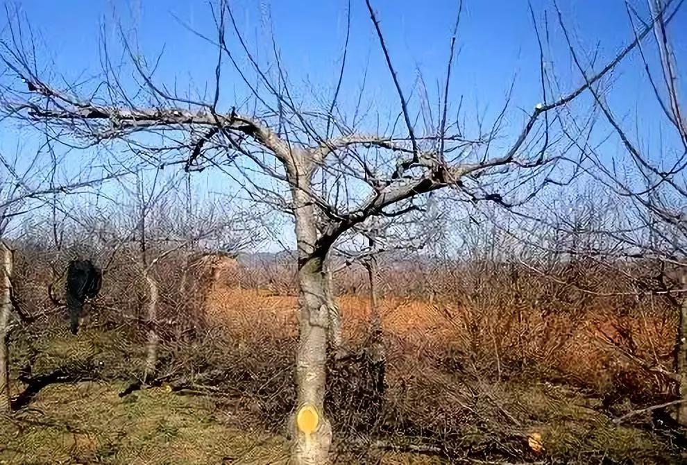 苹果树修剪视频及12种修剪方法,最新苹果树的修剪方法
