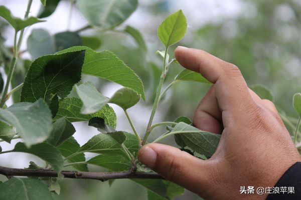 果树环切生根技术,果树环割生根技术视频