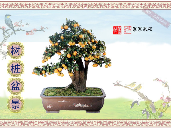 高山杜鹃花老树桩盆景,大树桩盆景欣赏