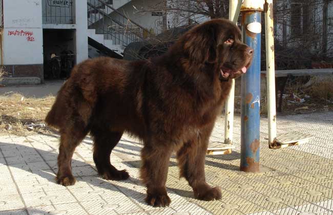 世上最漂亮的十种狗,最名贵的狗叫什么名字