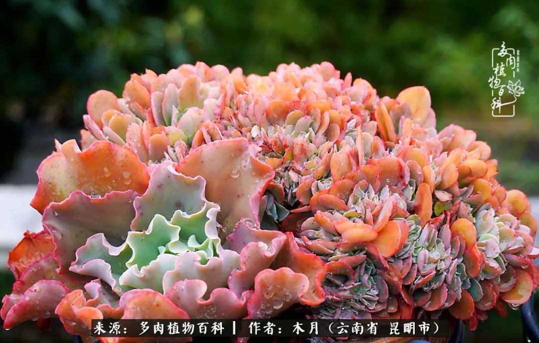 浅冬多肉，终有美好在等候