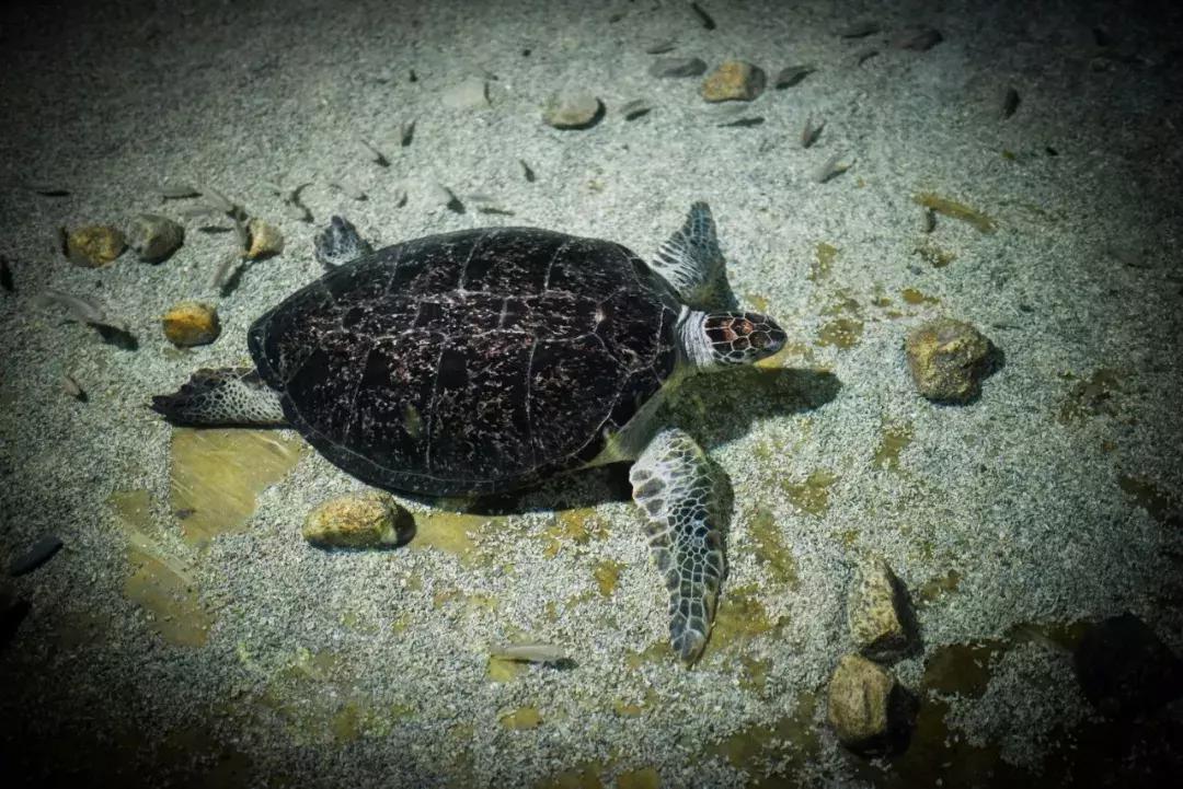 临沂海洋世界优惠券,临沂海洋世界特惠票