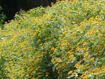 松山湖片区地图,松山湖片区小学排名