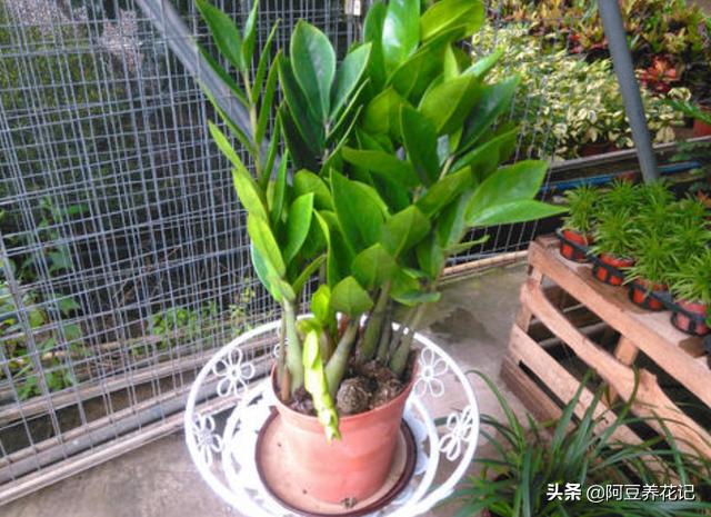 金钱树叶子发黄发黑怎么回事,金钱树叶子发黄怎么样养