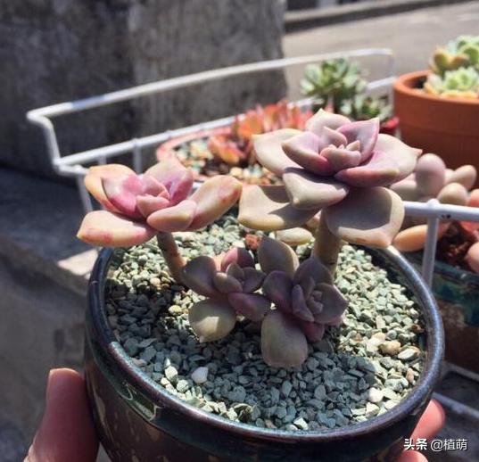 养了一年的紫乐锦没多大变化,紫乐多肉怎么爆侧芽