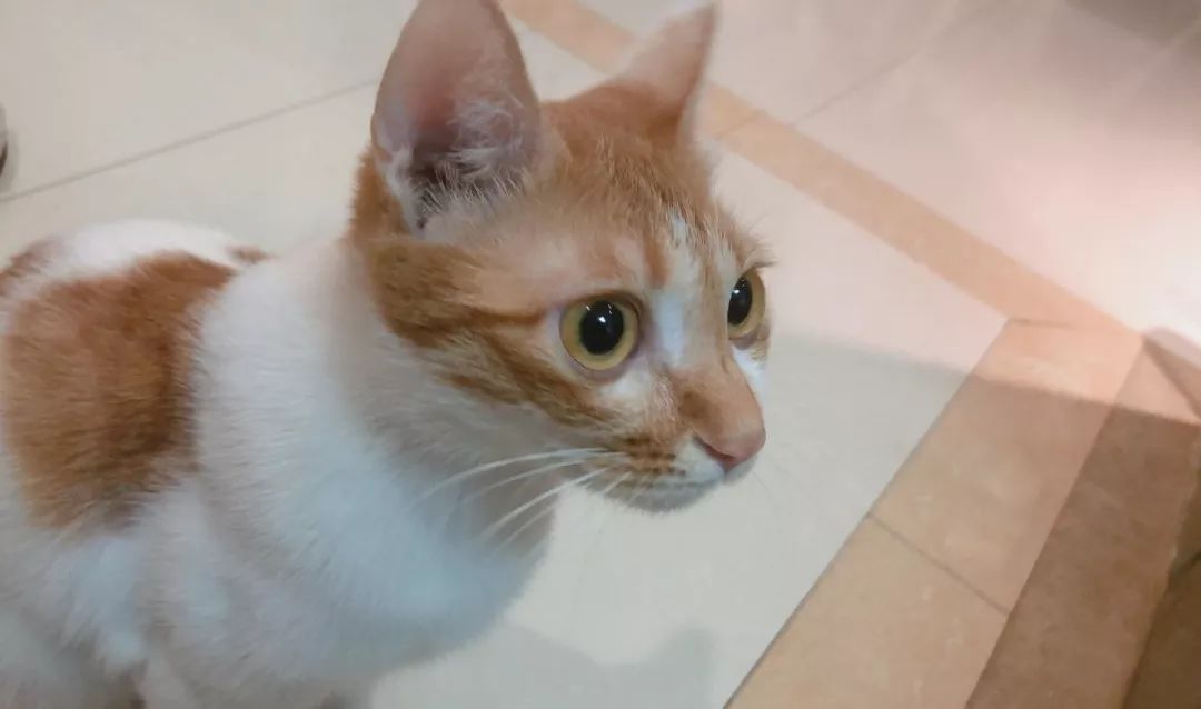 养猫的房间可以用酒精消毒吗,疫情养狗狗家里怎么消毒