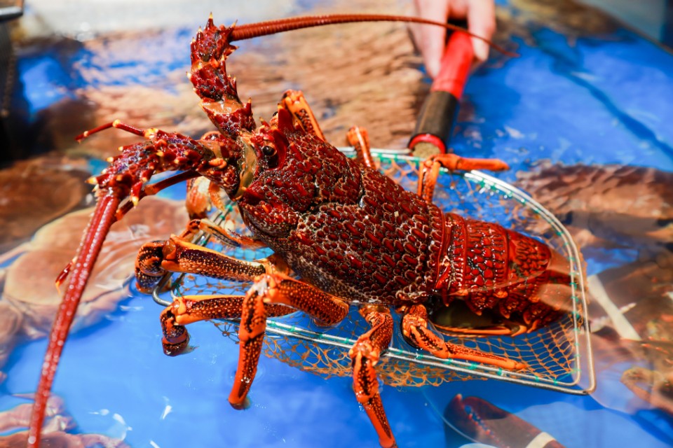 天上飞的水里游的地上跑的，新街口的盒马包你一日三餐不重样