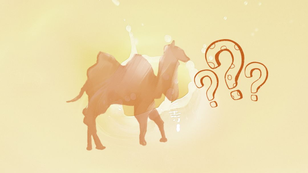 骆驼：什么？你们要抢着喝我的奶？|骆驼奶是*局骗**吗