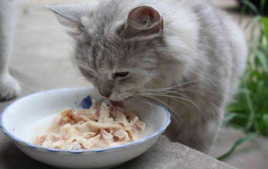 捡到小猫该如何喂养它,捡到小猫应该怎么照顾