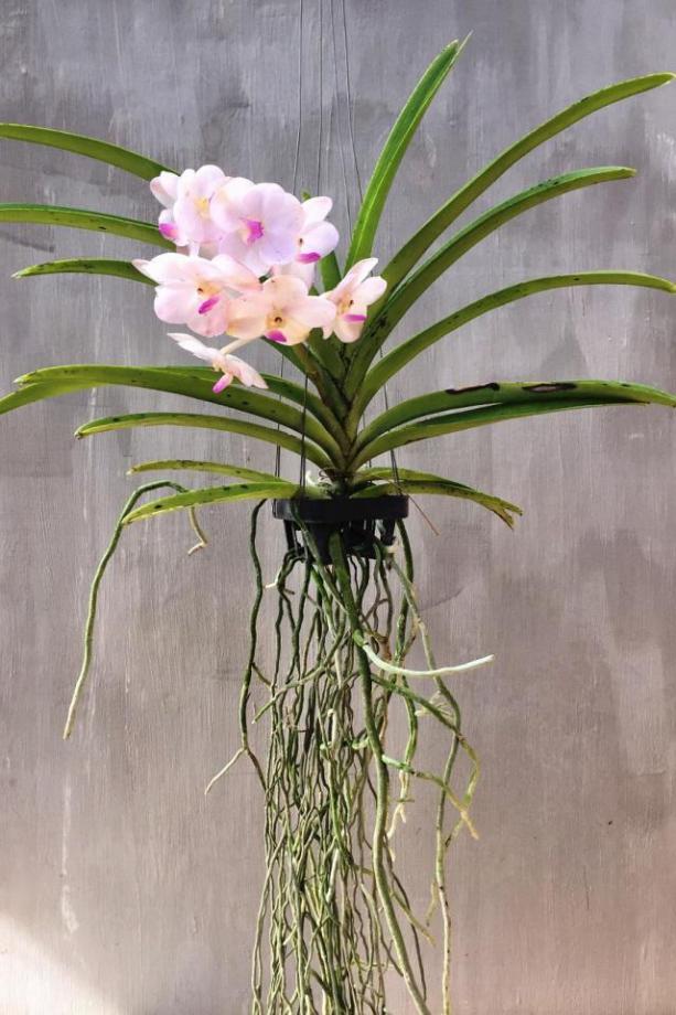 君子兰吊兰蝴蝶兰的图片,吊兰属不属于兰花的一种