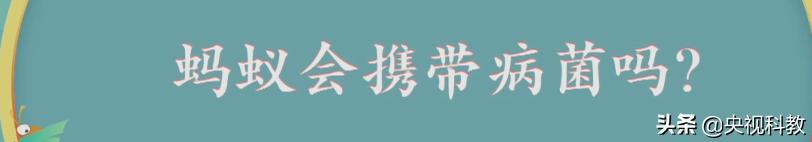 科学除四害视频,科学除掉蚂蚁
