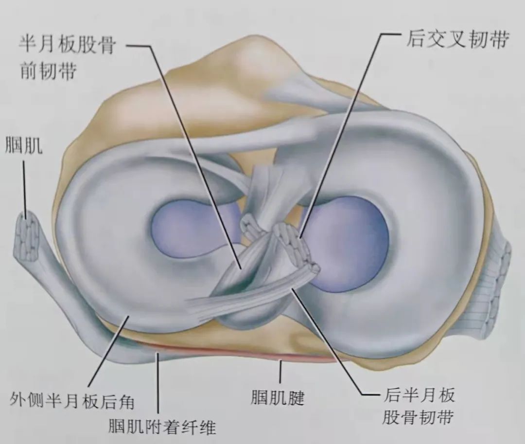 半月板损伤到底是怎么一回事,半月板后角损伤二级算严重吗