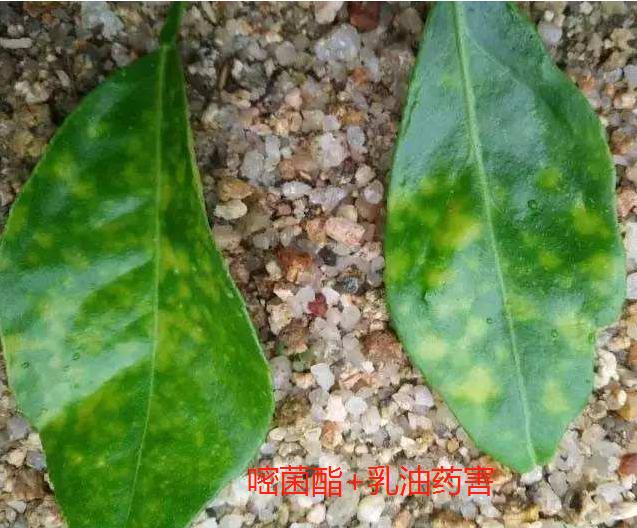 怎么补救药害,什么药容易出现药害
