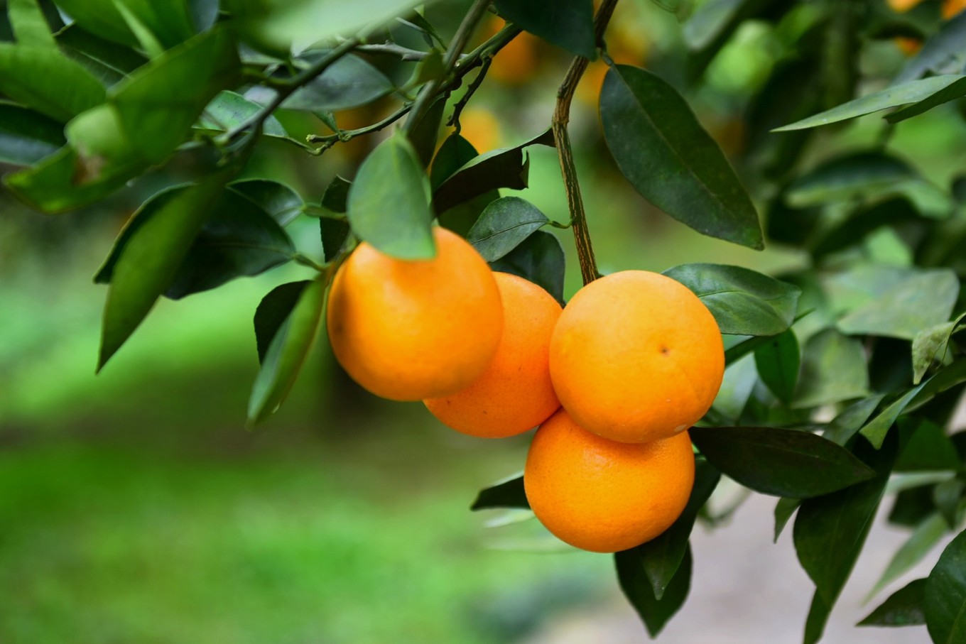 重庆市忠县柑橘园,柑橘之乡忠县