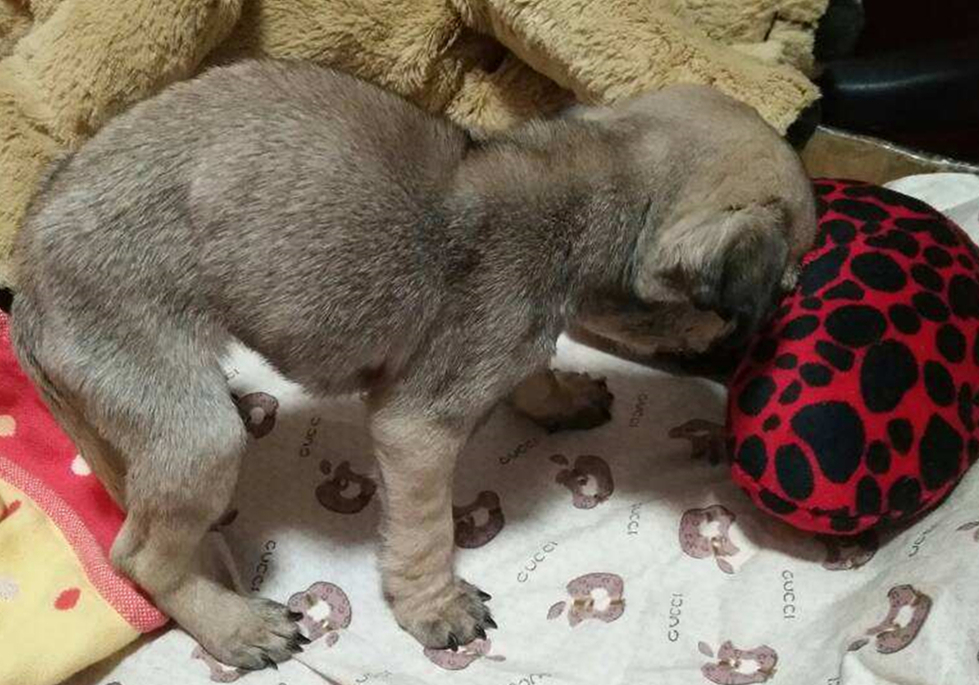 铲屎官容易被传染的病,小细菌对人体危害