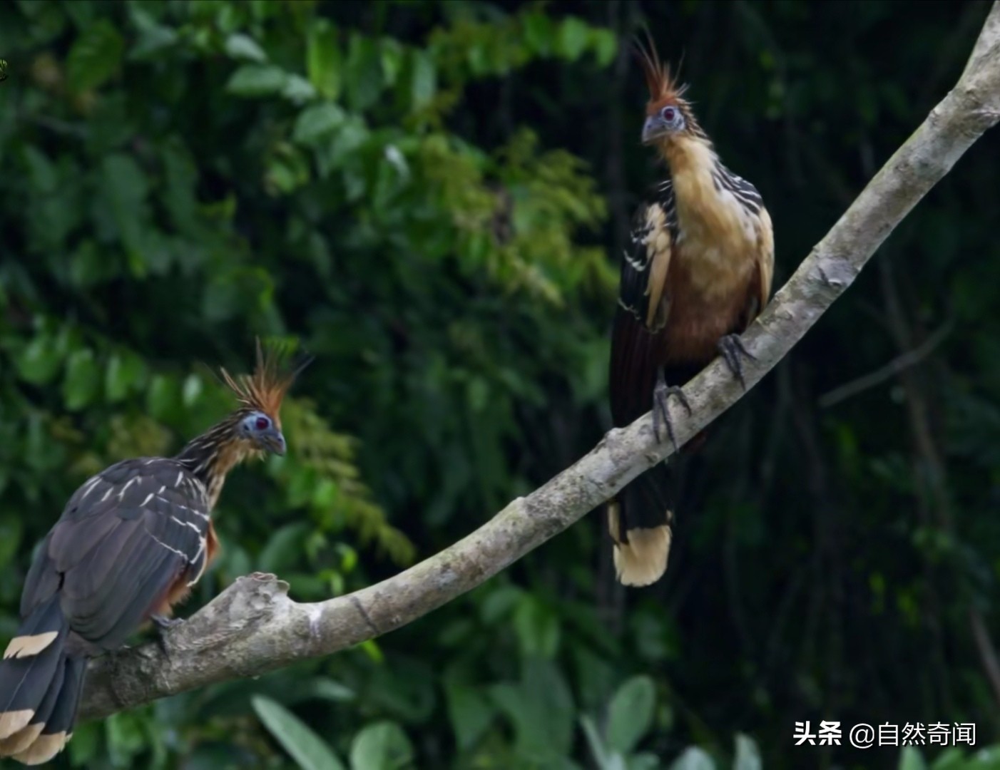 亚马逊有多少动植物,亚马逊盘点