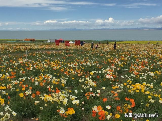 7月的青海湖自驾风景,青海湖大环线旅游攻略青海