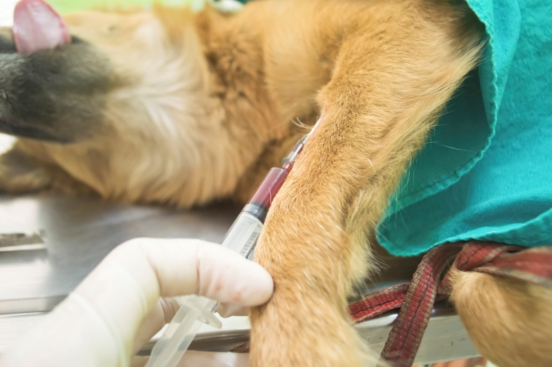 狗狗肝病会很瘦怎么办,狗狗肝病能治疗好吗