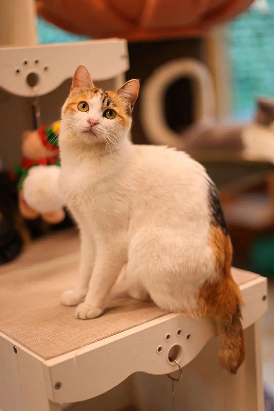 米麒麟：我掉缸怎么了？