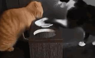 推荐养橘猫的6大原因,自从养了猫才知道它是那么粘人