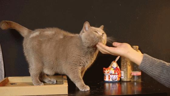 猫咪怎样才会放下戒备,猫咪应该怎样抱才不会乱跑